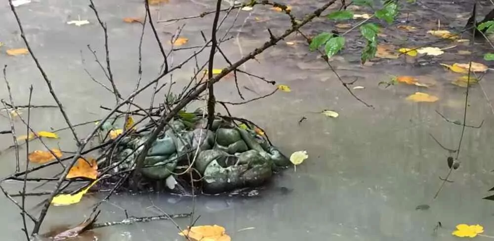 Nestlé Waters: le secret du plastique enfoui