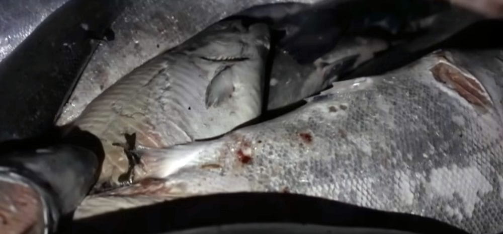 Mortalité poisson saumon d'élevage