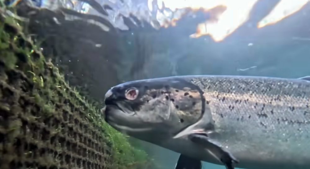 Saumon d’élevage le scandale caché derrière le poisson préféré des Européens