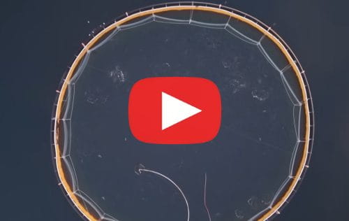 téléverser vidéos saumon d'élevage scandale