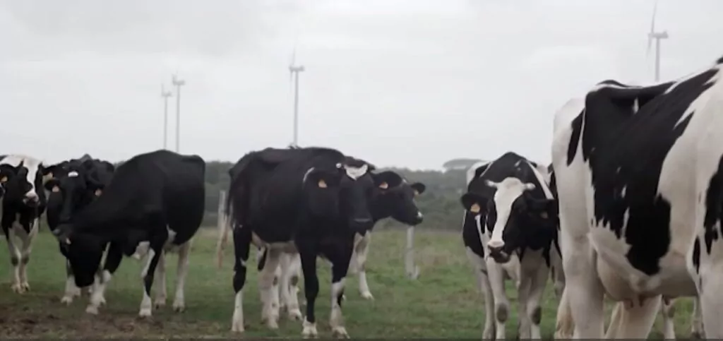 Des ondes et des vaches mortes